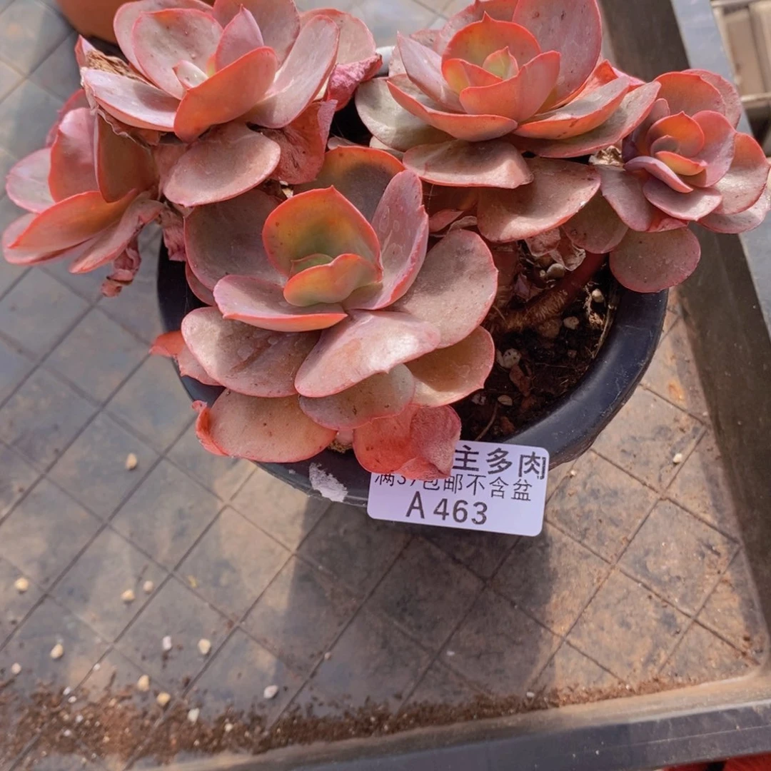 秀妍老桩14cm463多肉植物