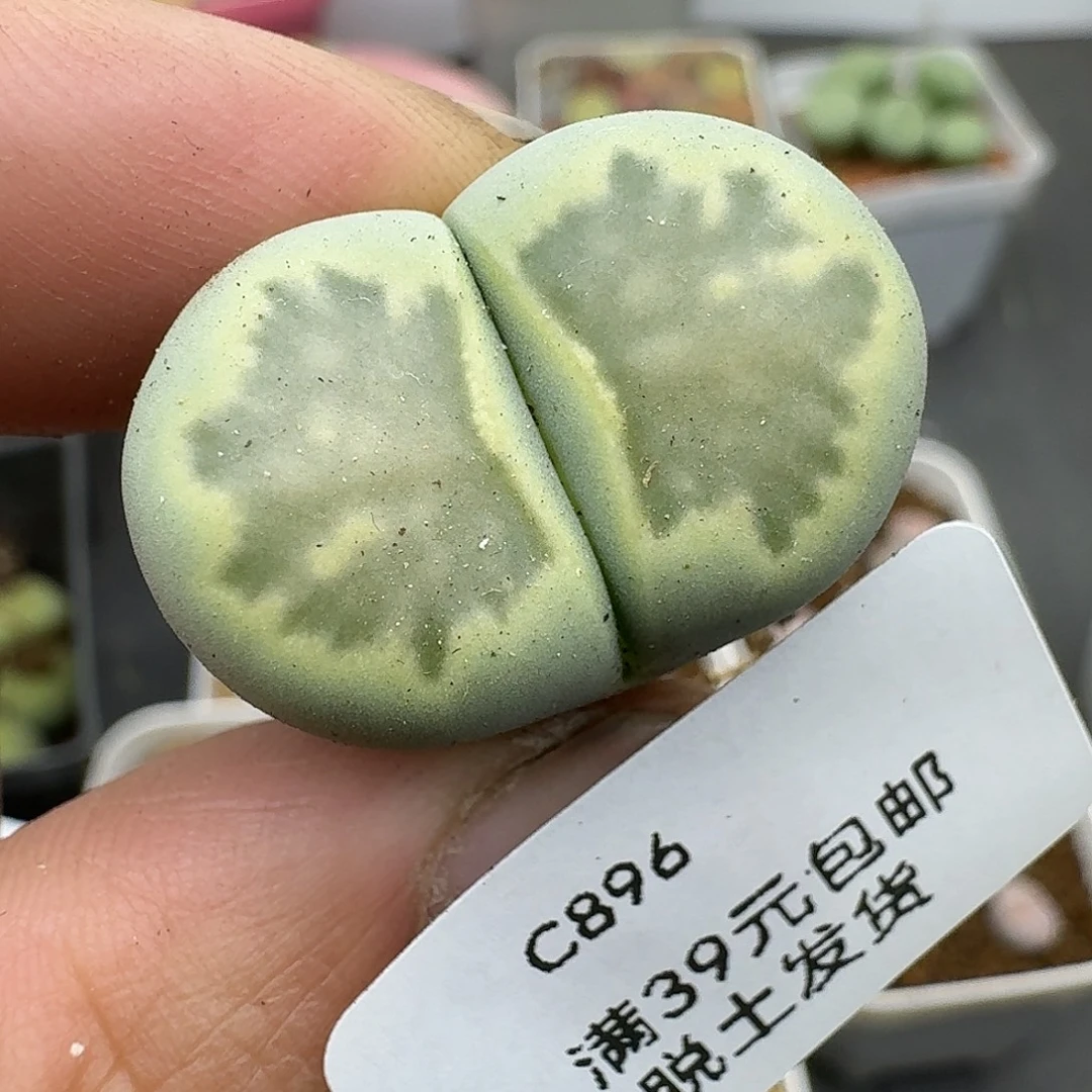 896多肉哈哈哈哈哈哈