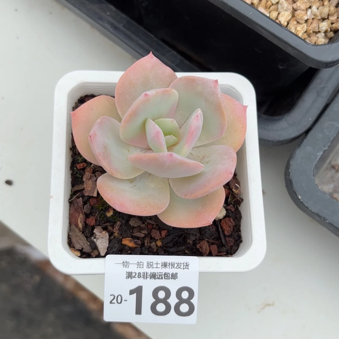 白凤单头多肉多肉