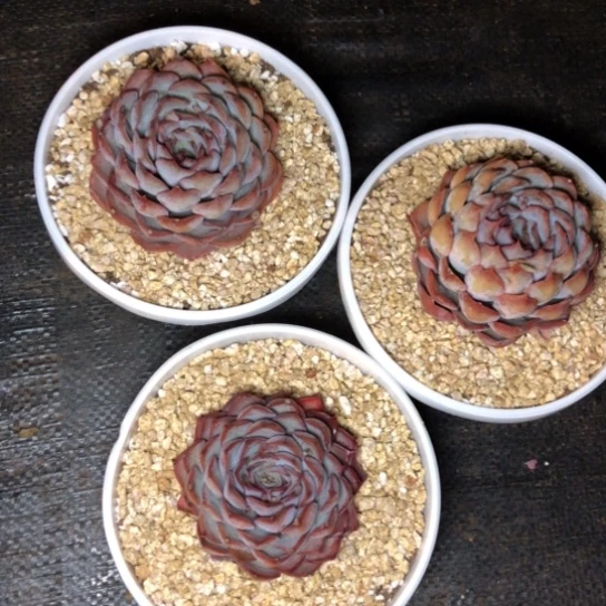 单头暗冰多肉植物