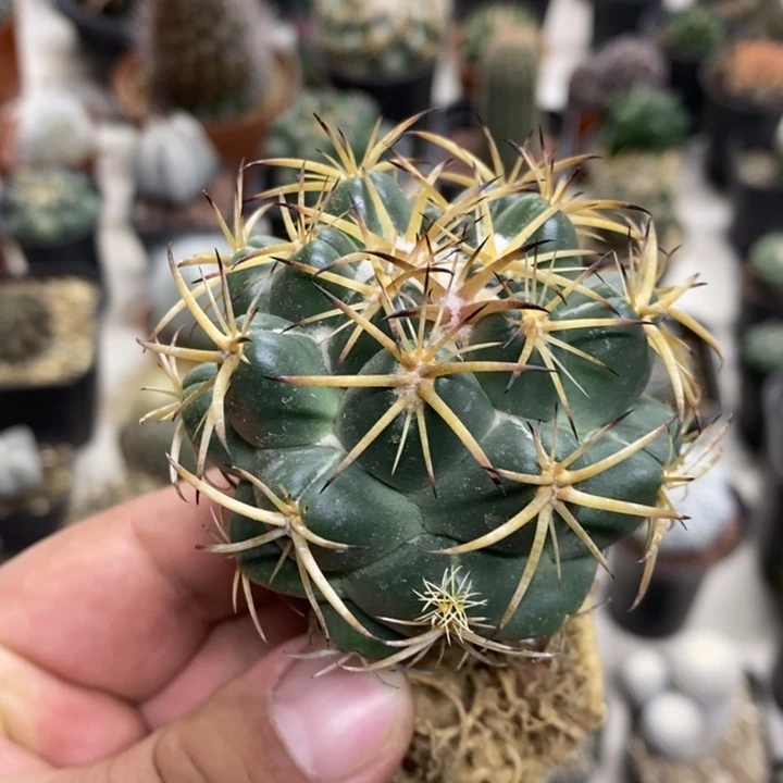 实生天丝象牙特价2