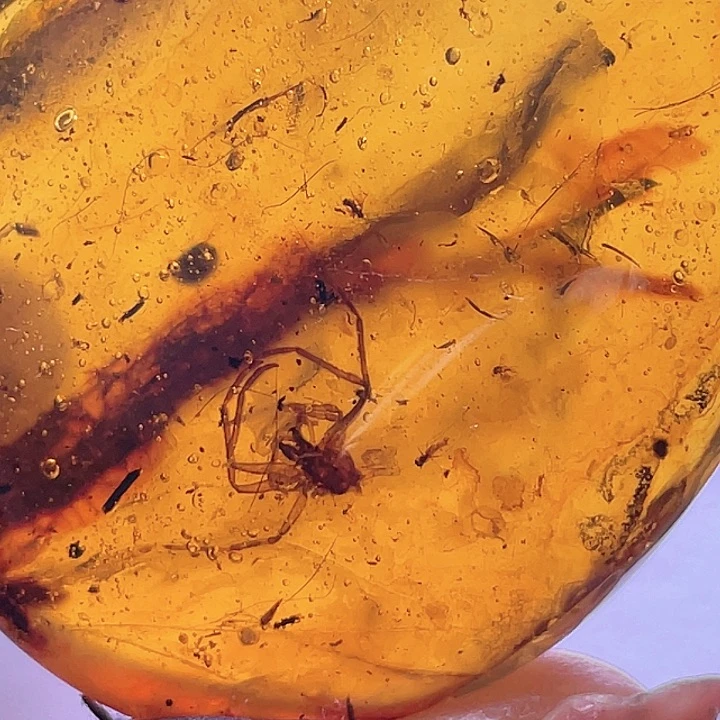 琥珀裸石未镶嵌大蜘蛛