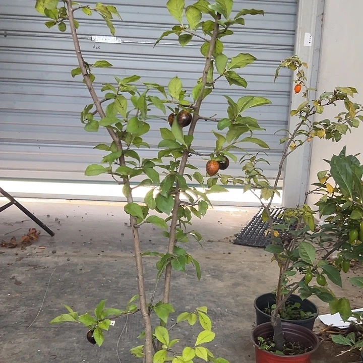 完全开放老鸦柿未知品种