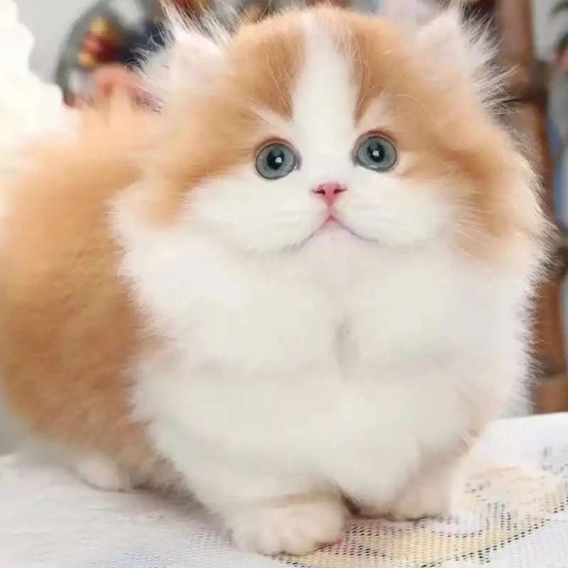 【甜甜萌宠精选】活体猫猫