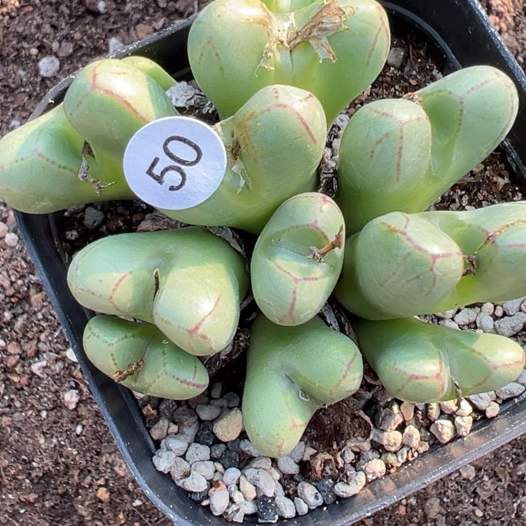 多肉植物111111111111