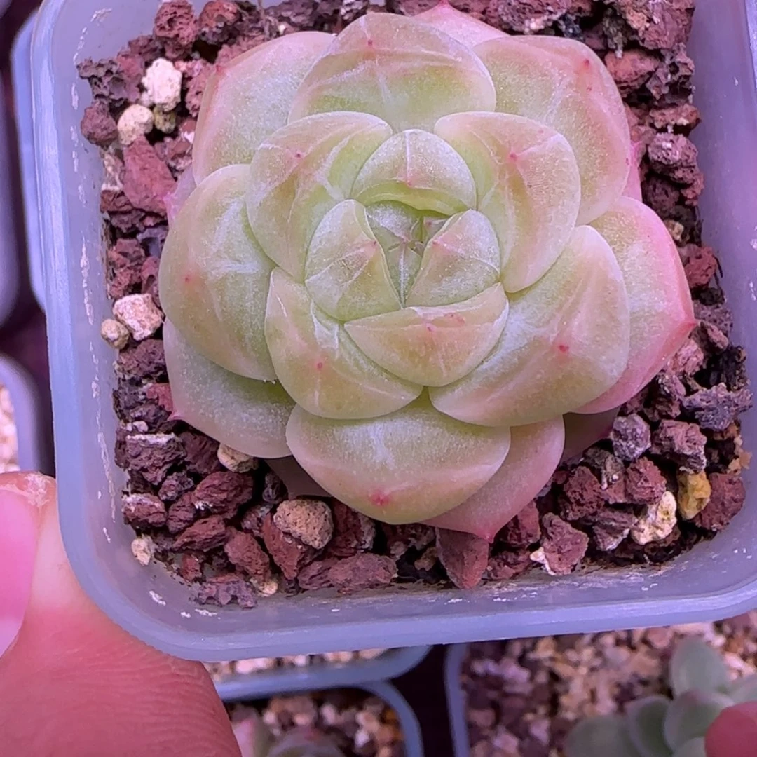 一物一拍财富密码B