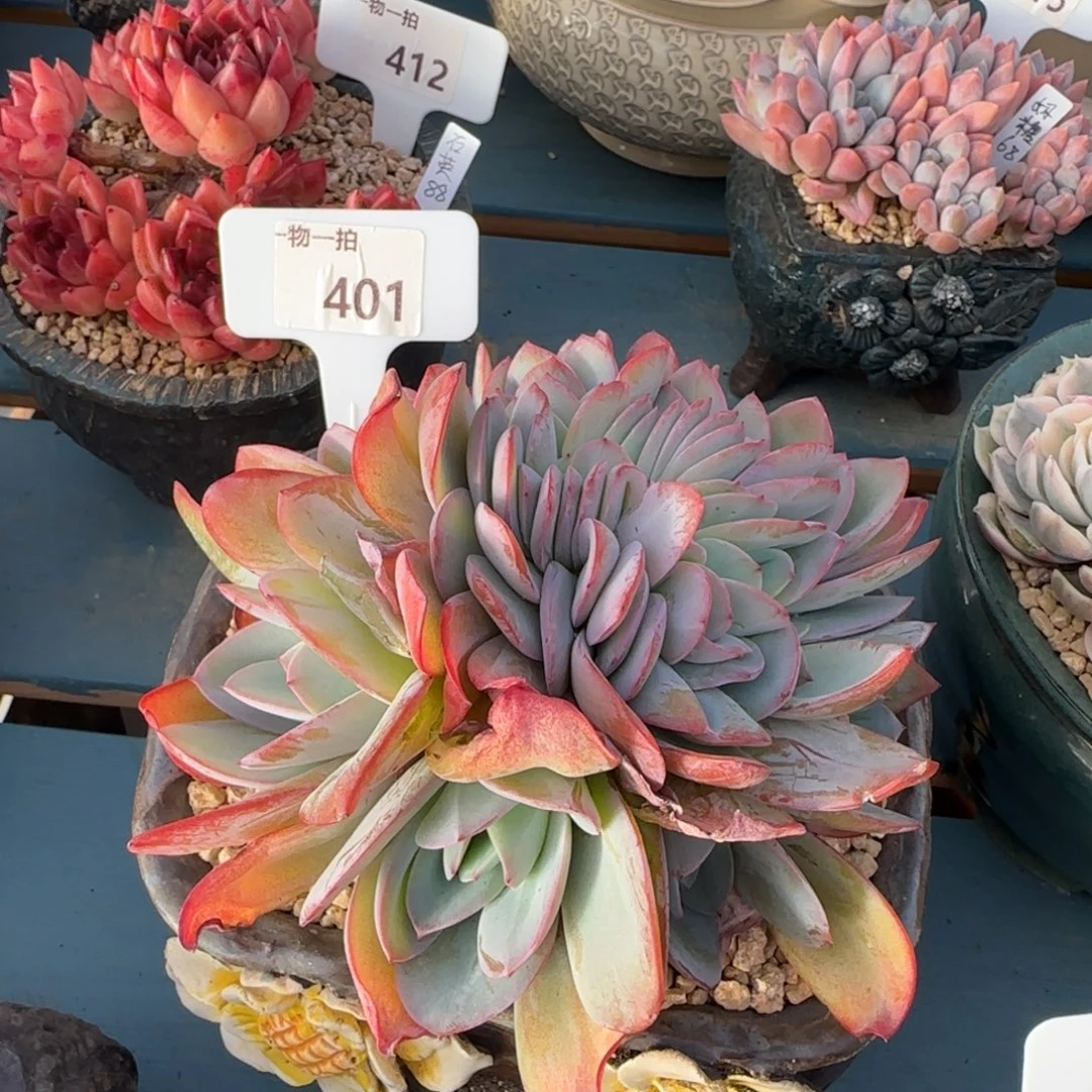 解忧一物一拍401号