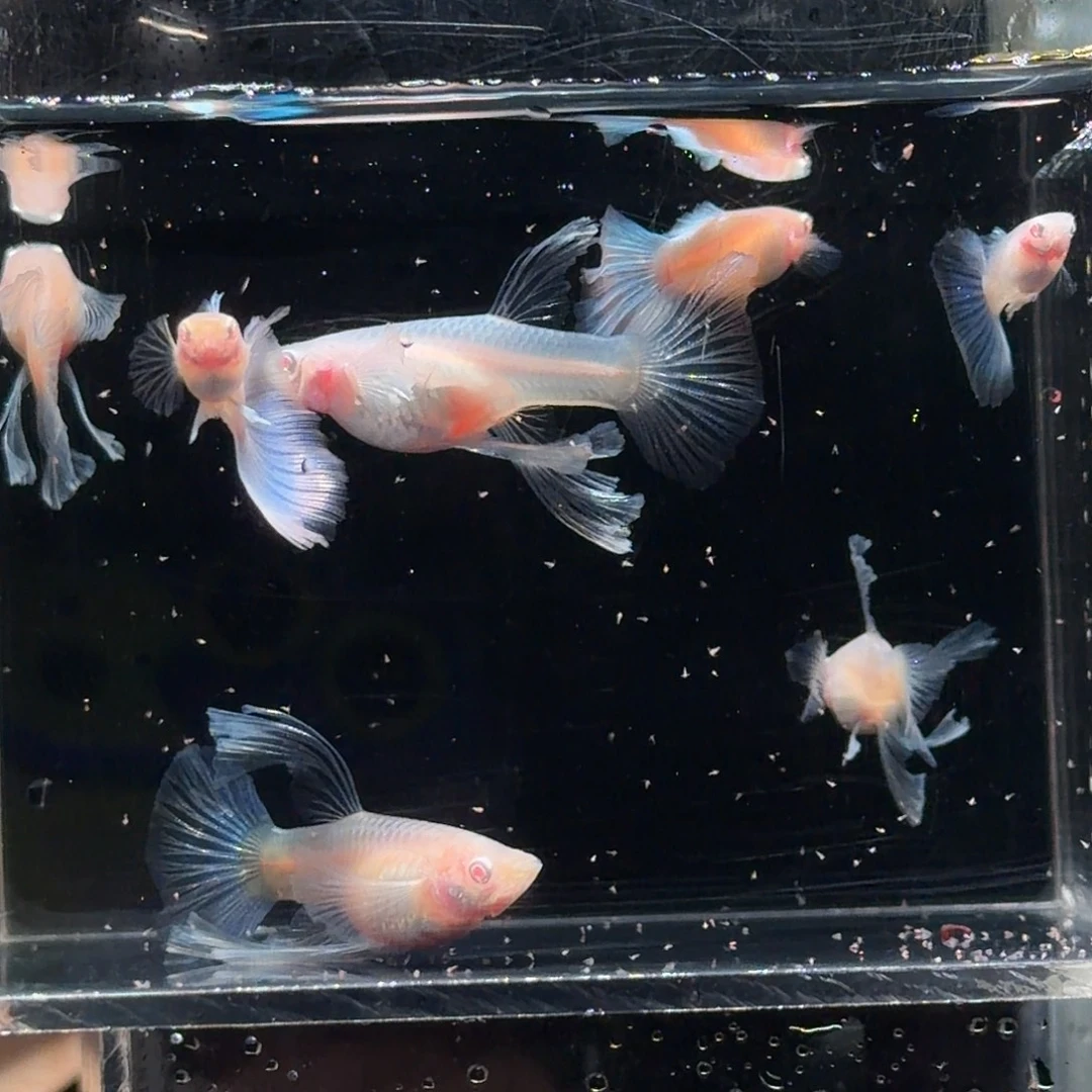 孔雀鱼蓝白绣球两对