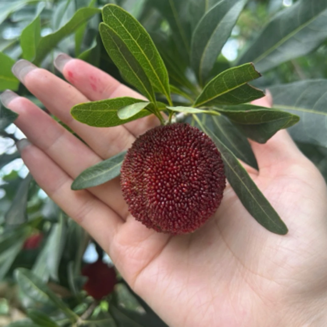 【中大果】正宗仙居东魁杨梅新鲜当季水果现摘现采 顺丰冷链空运