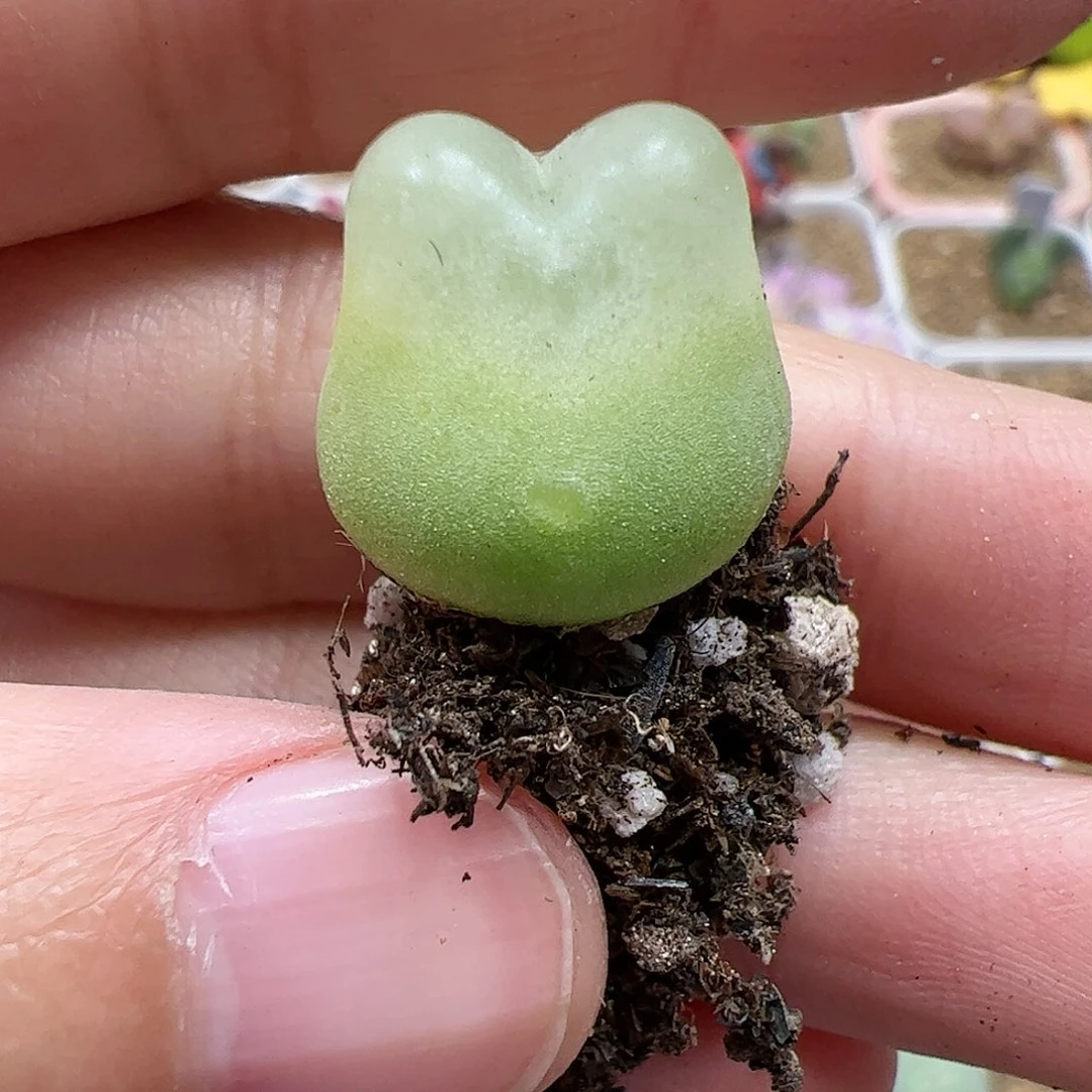 【闪购商品】104 兔子拉登