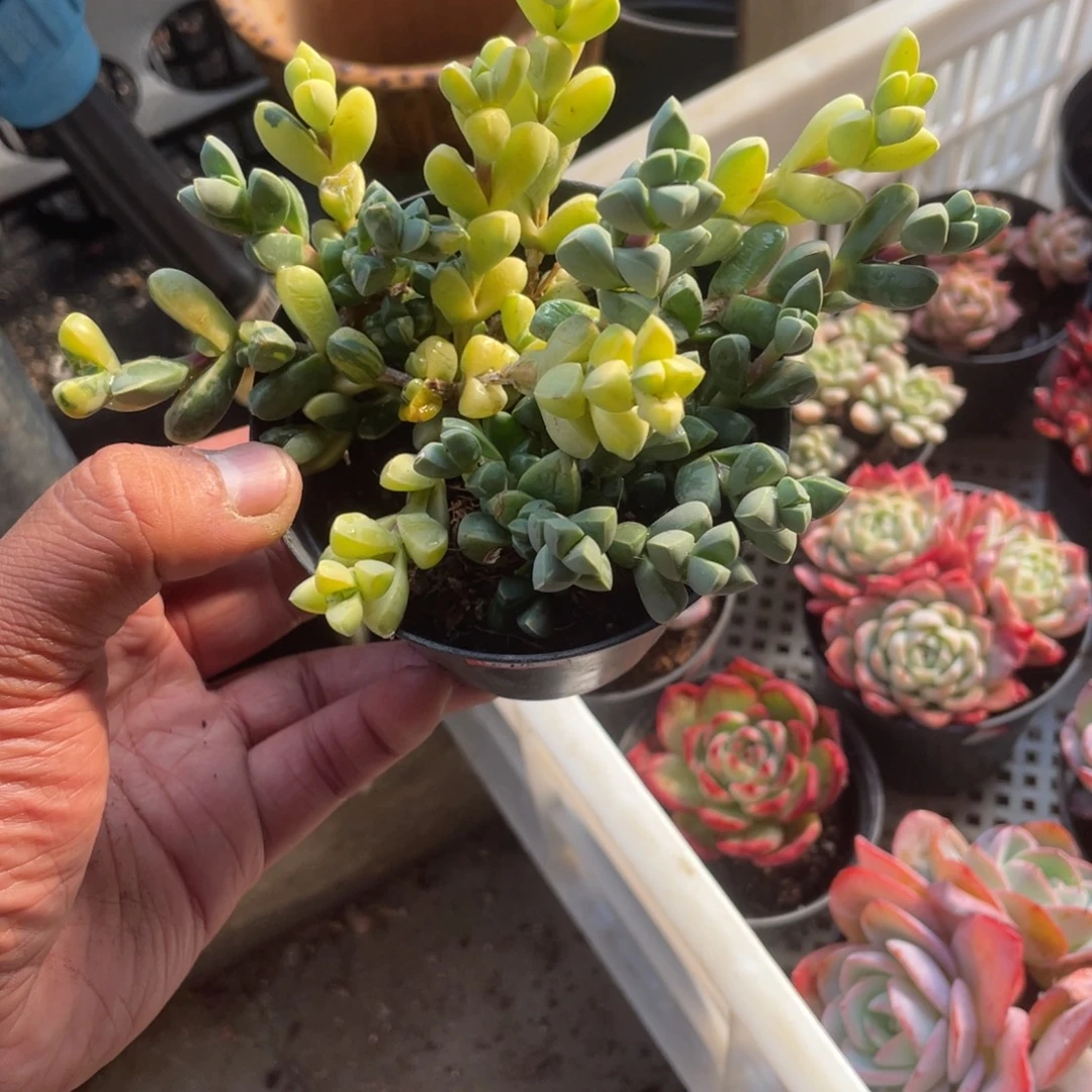 0920  鹿角海棠锦  六月六