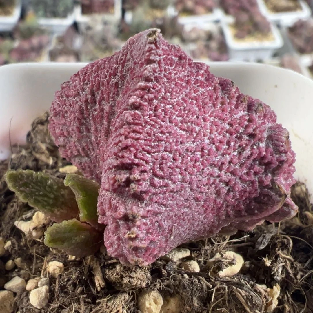 巨猪宝大苗多肉植物水泡