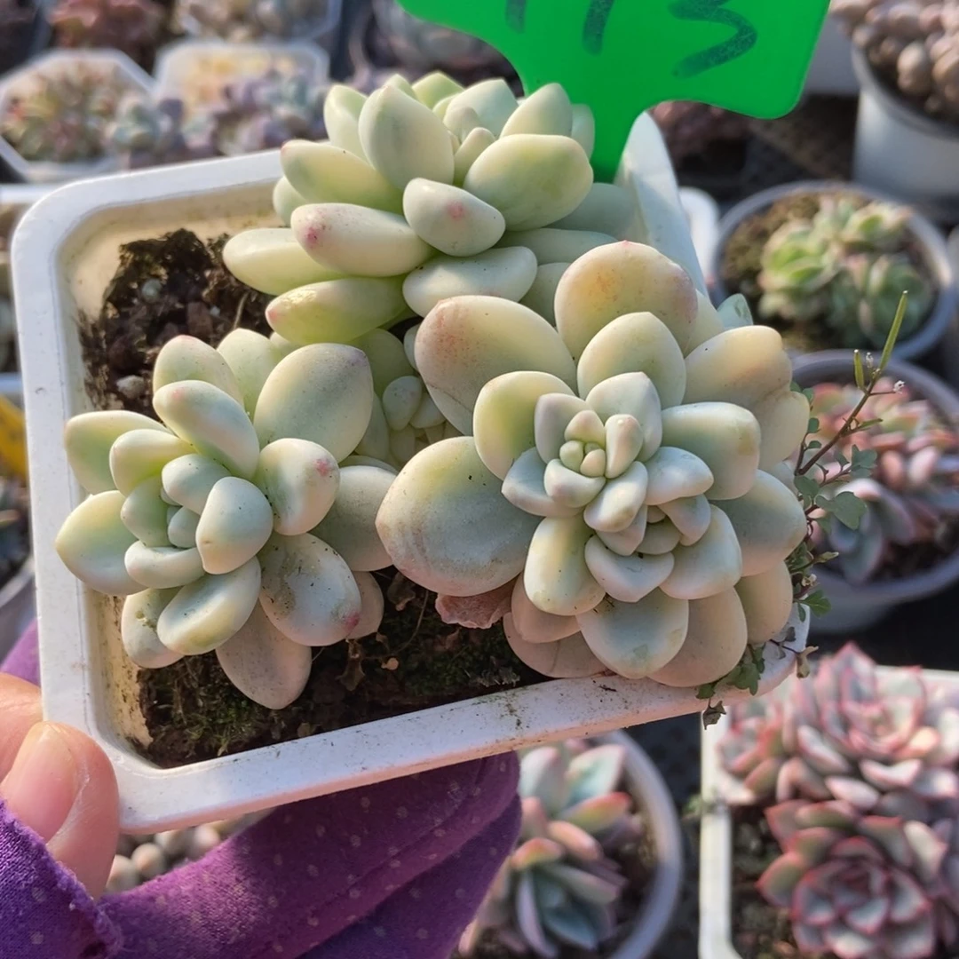 993劳尔多肉植物多肉