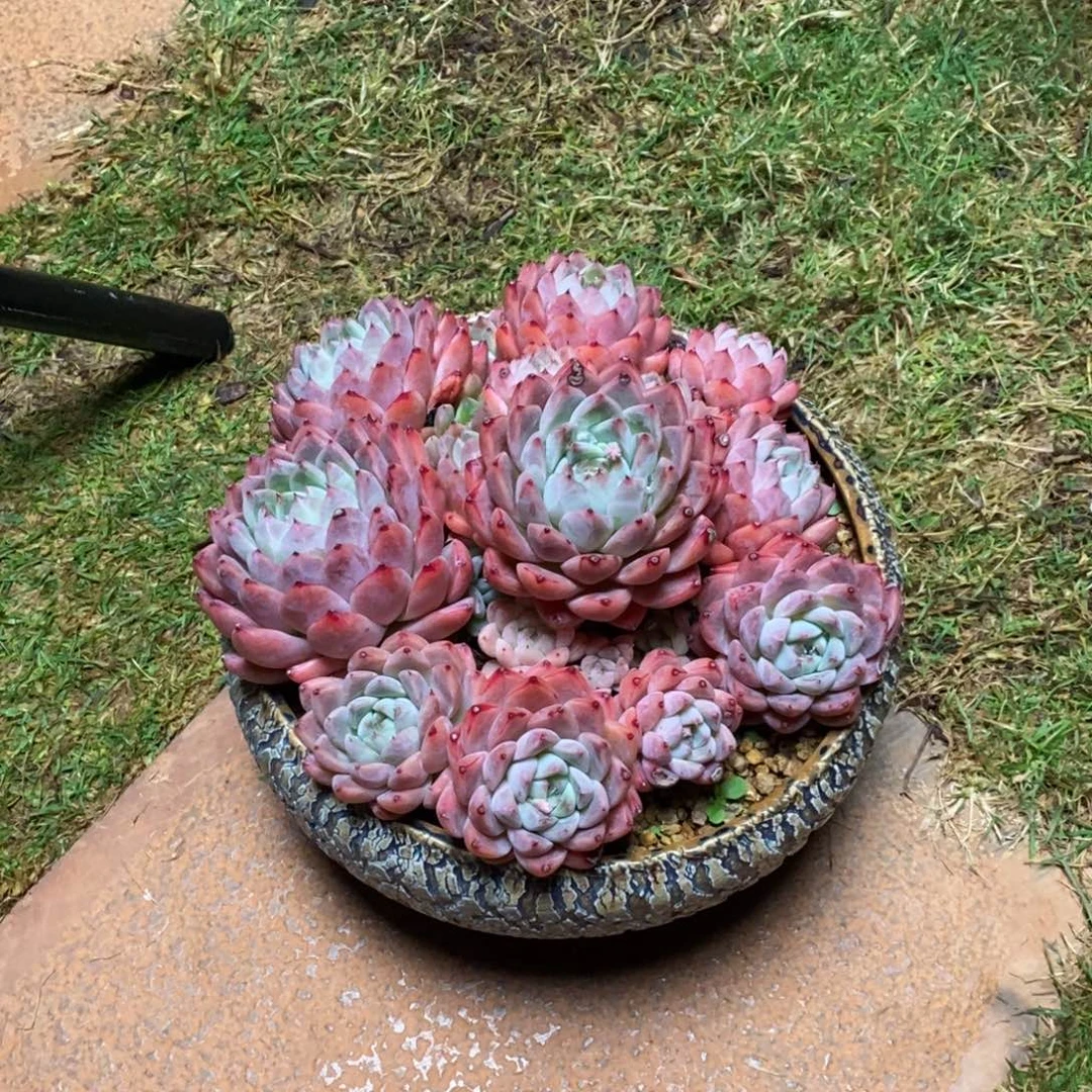 无花朵阿尔巴佳人