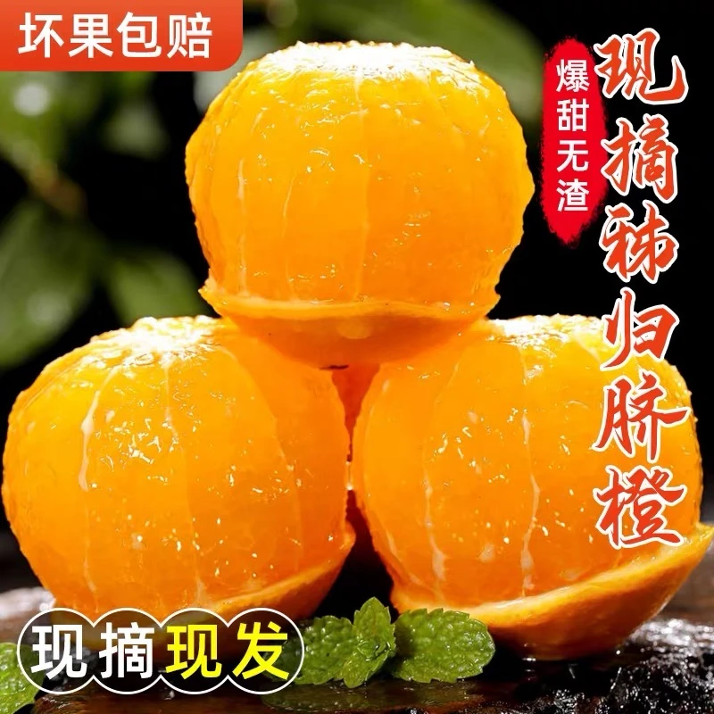 秭归脐橙九月红果冻橙清甜爆汁产地采摘产地直发