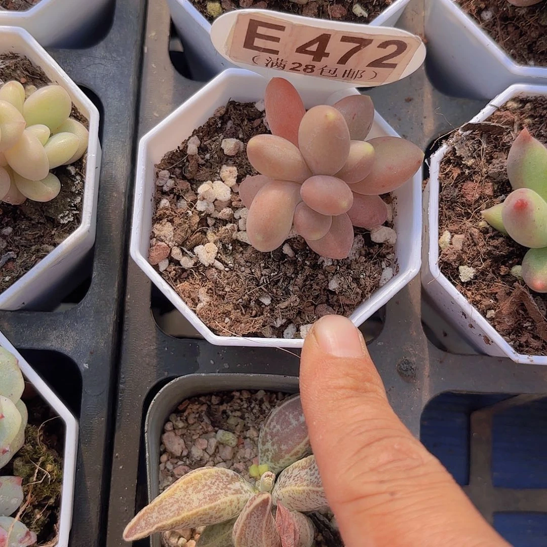 E472芒果奶一物一拍