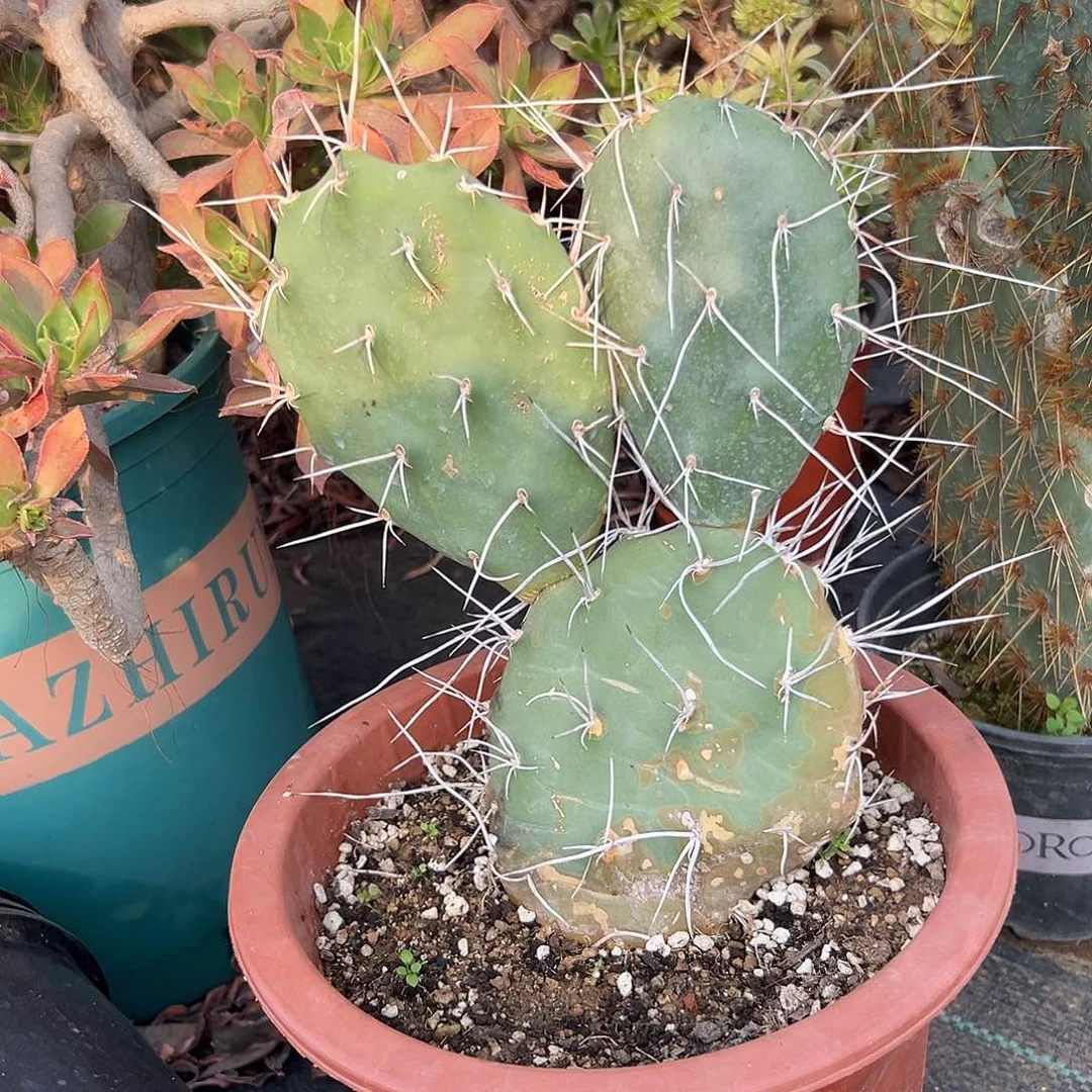 多肉植物曲刺硫磺