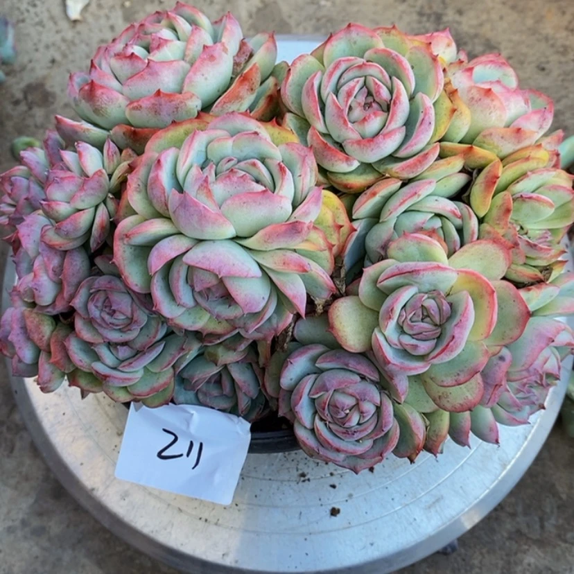 【闪购商品】桔**?多肉植物的