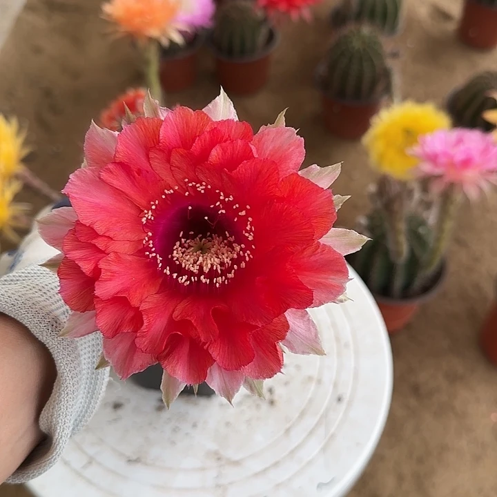 无花朵?****?带根彩草79