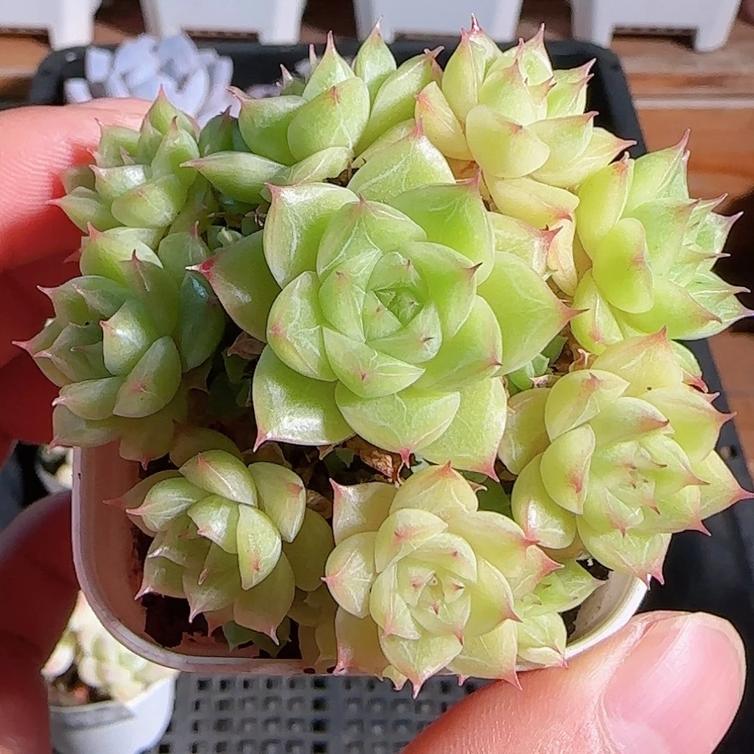 多肉1105--11麦秆小包子群