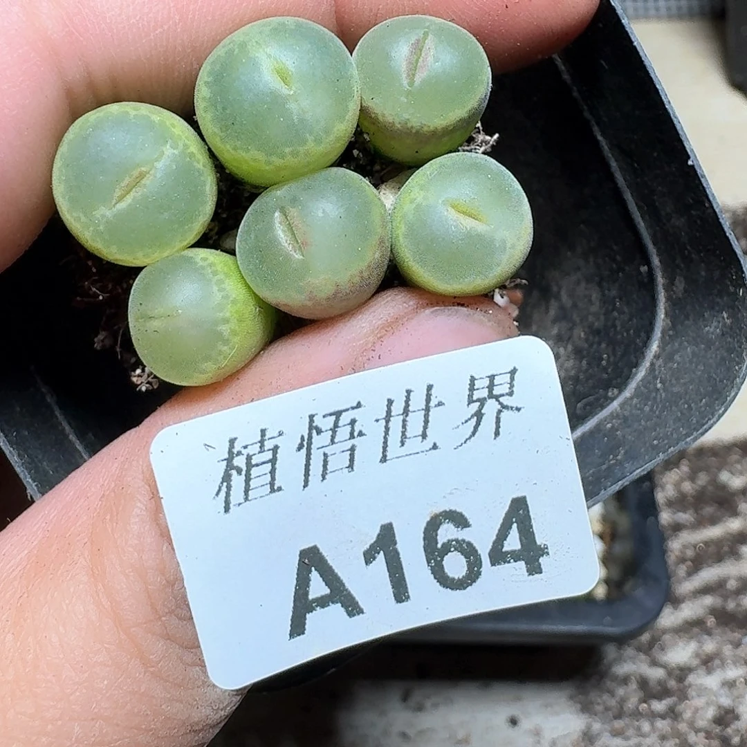 164号多肉植物哇f f v