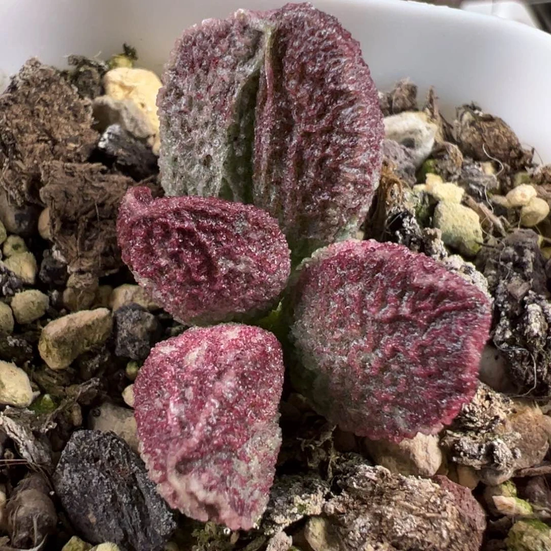 阴阳斑实生新品多肉植物水泡