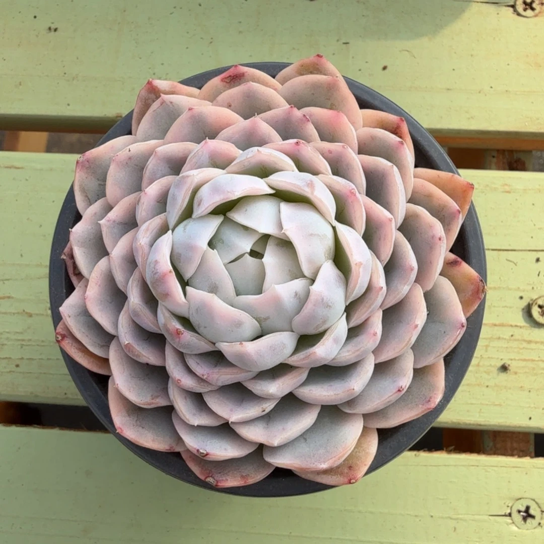 雪球锦锦上园艺一物一拍