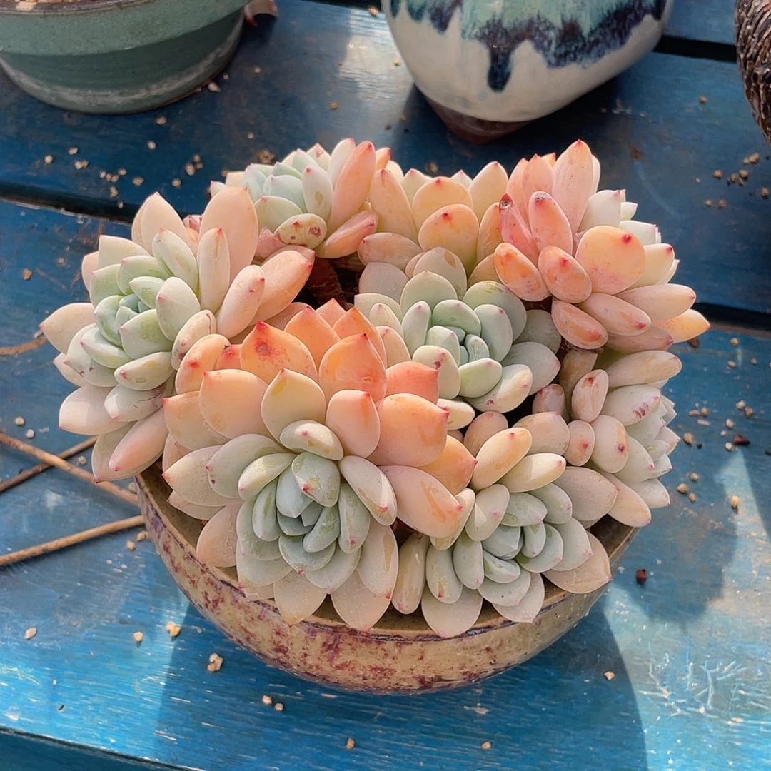 冷香群生多肉植物一物一拍