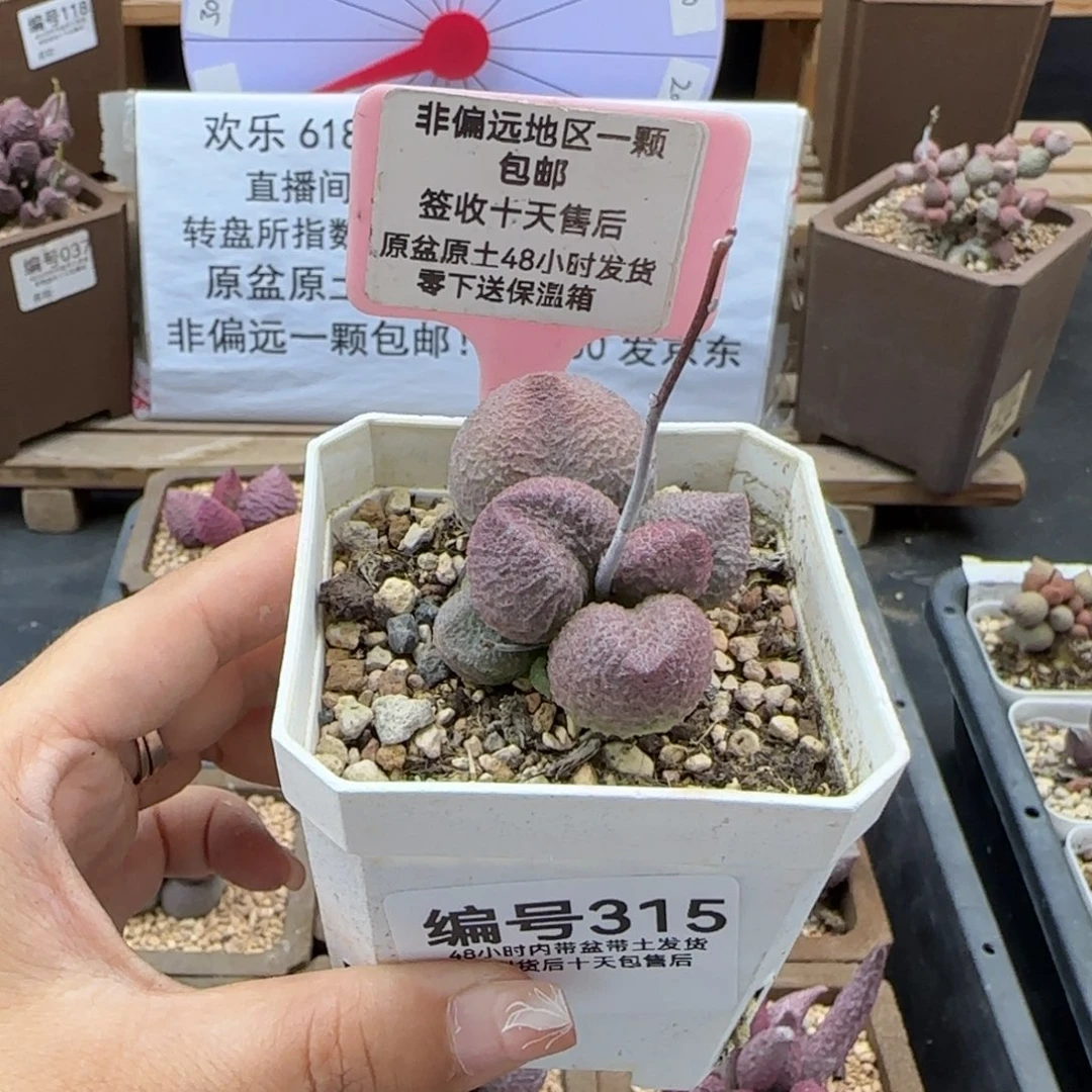 315水蜜桃多肉植物