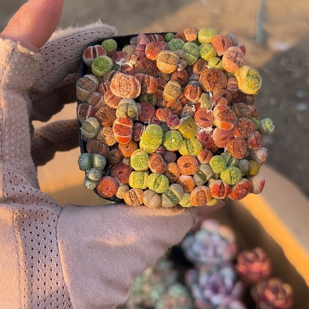 多肉植物多肉植物