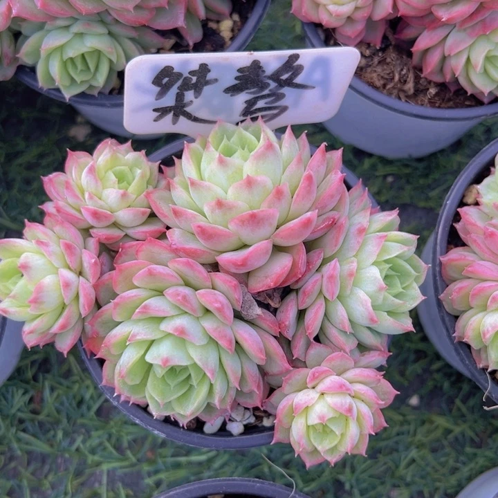 健健康康平平安安