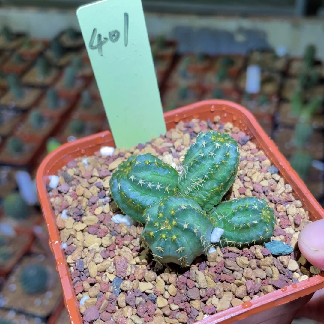 ms36二代明石丸杂交401