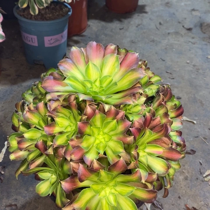 韶华多肉植物56。