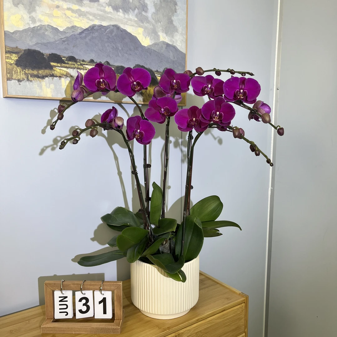 【大红花】鲜活绿植 精品红色系大型蝴蝶兰 室内盆栽 礼品花卉