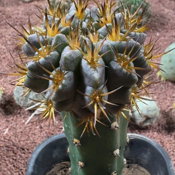 仙人球，高达6666666