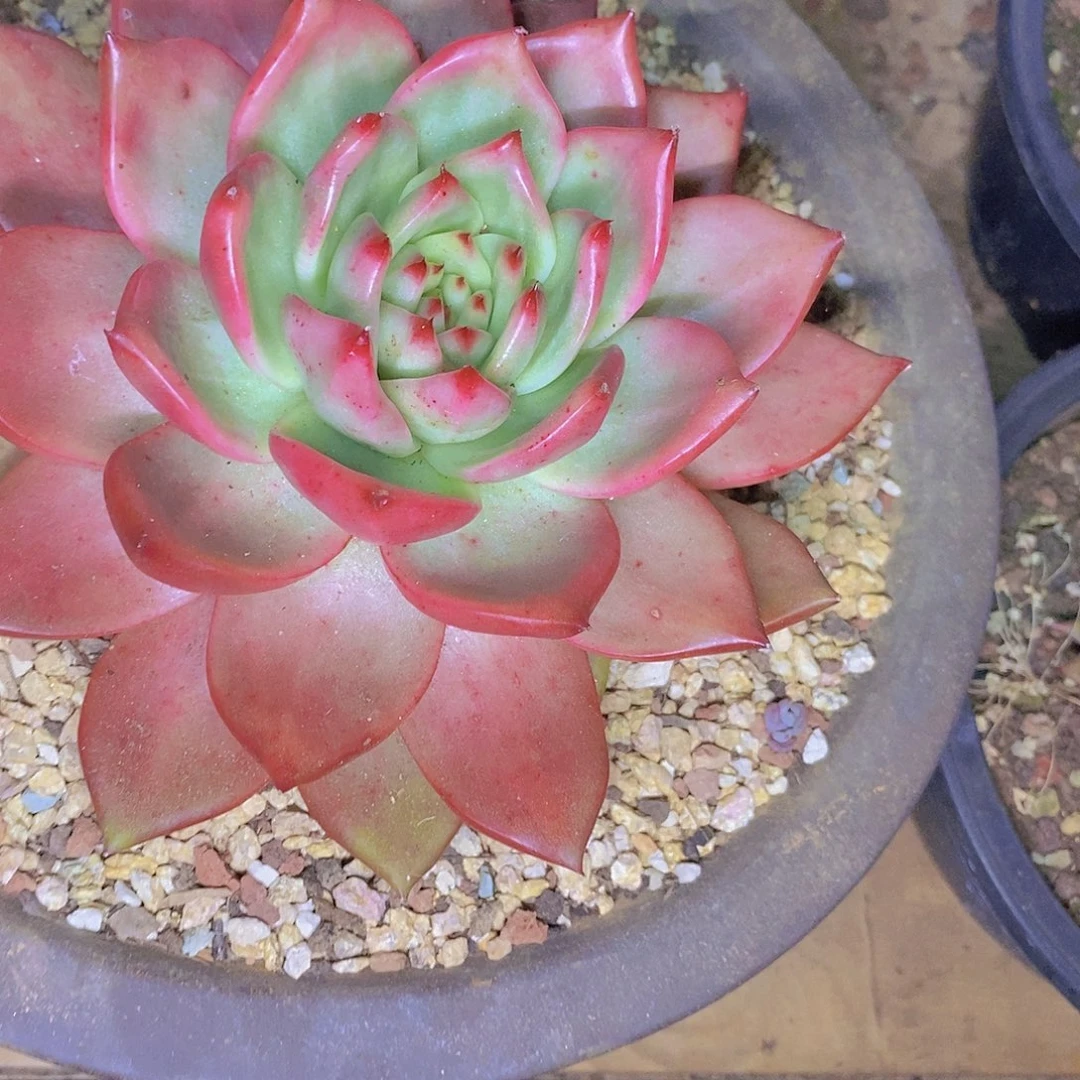 多肉植物韩体红钻