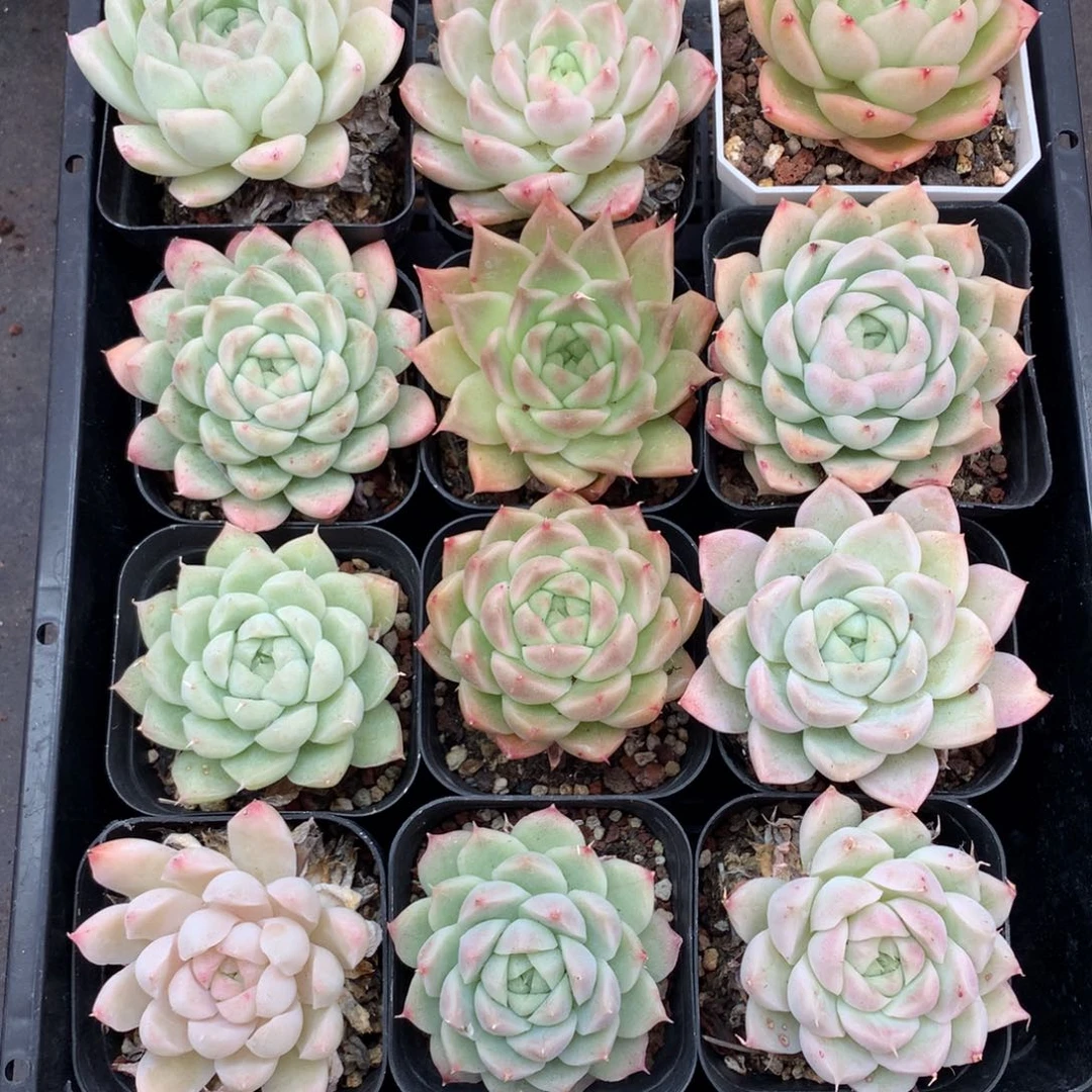 1211-04 麦秆套餐