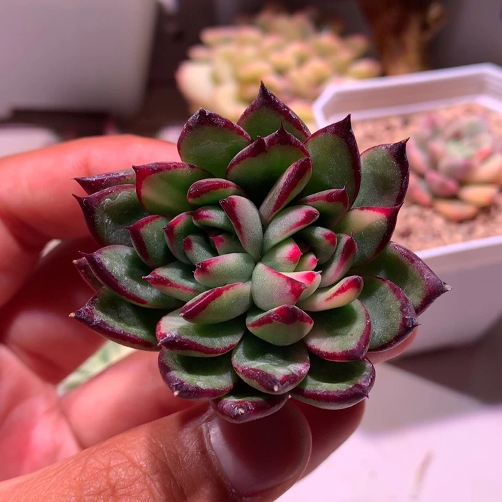 不知名东云双头可嫁接有根