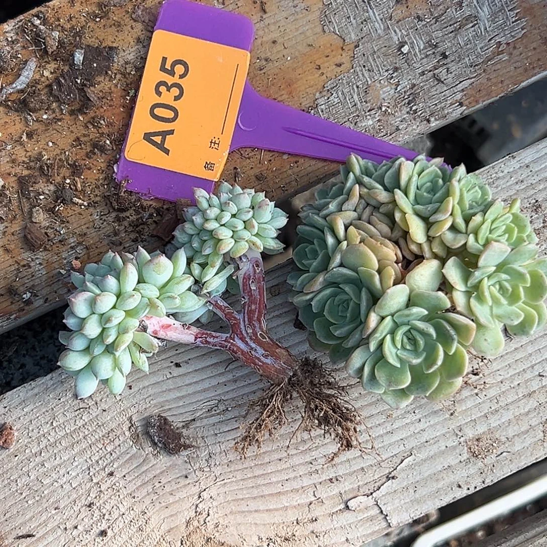 骄***～多肉植物一物一拍
