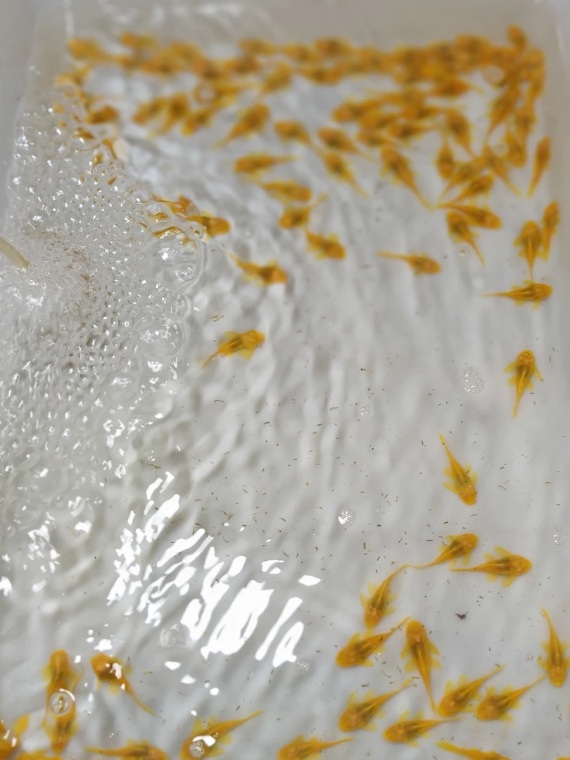 黄金胡子3--3.5厘米清缸小能手(偏远地区不发货)