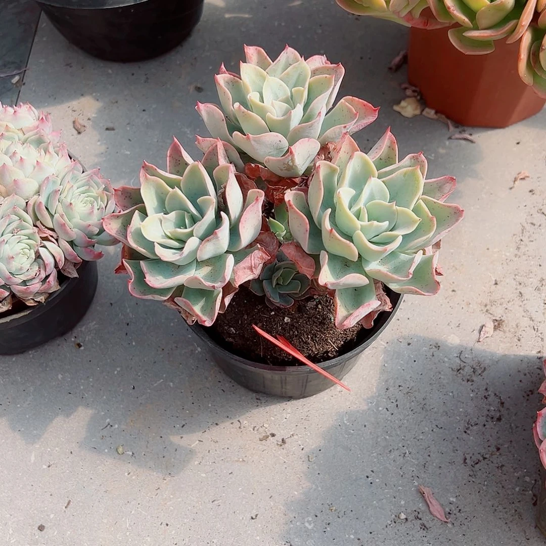 洛****社911蓝贡多肉植物