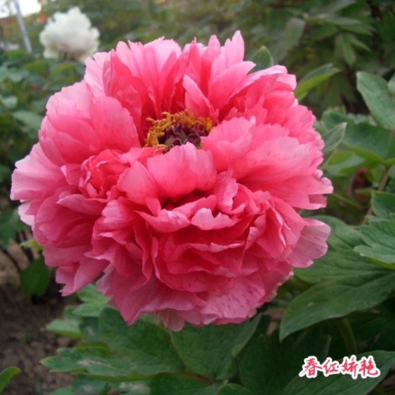 2盆牡丹花年宵花顺丰空运春节佳礼首选