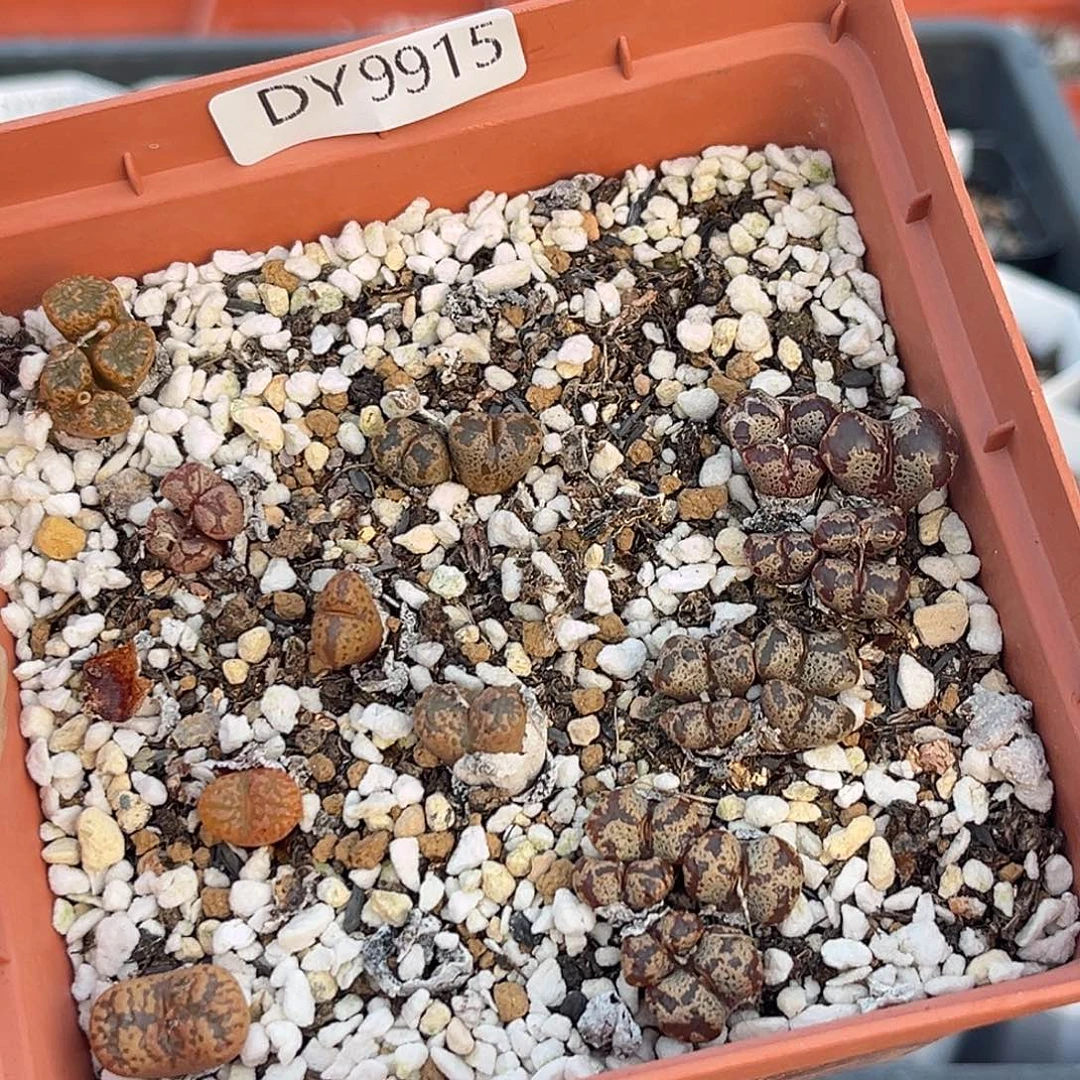 一物一拍勋章9915