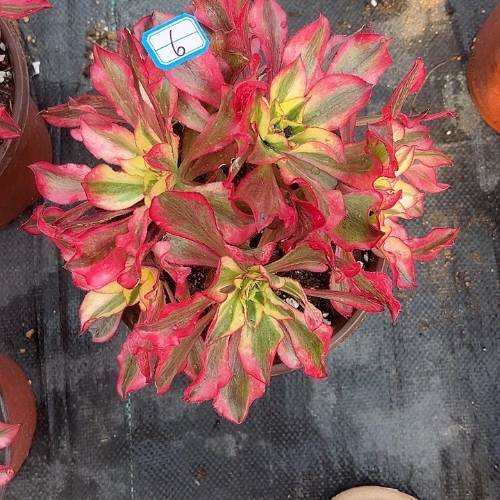 甘***影6魅影法师砍过丛林