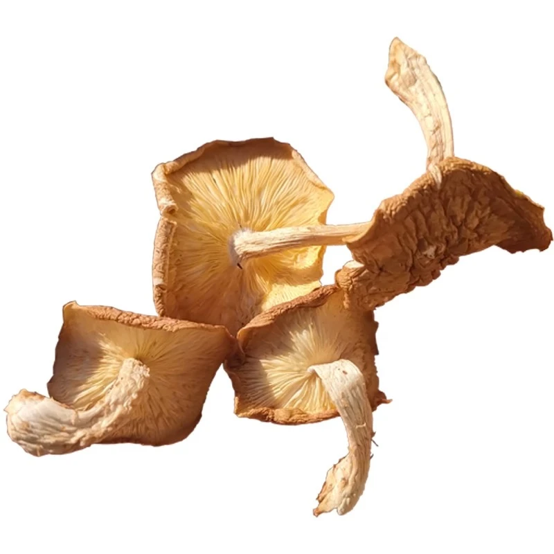 云南高山特产  野生香蕈  农家采摘晾晒干货