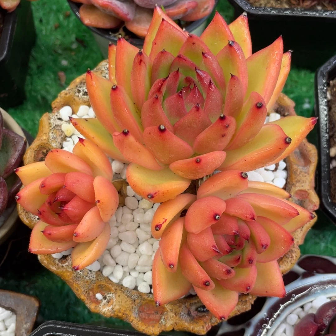 多肉植物盆栽多肉25