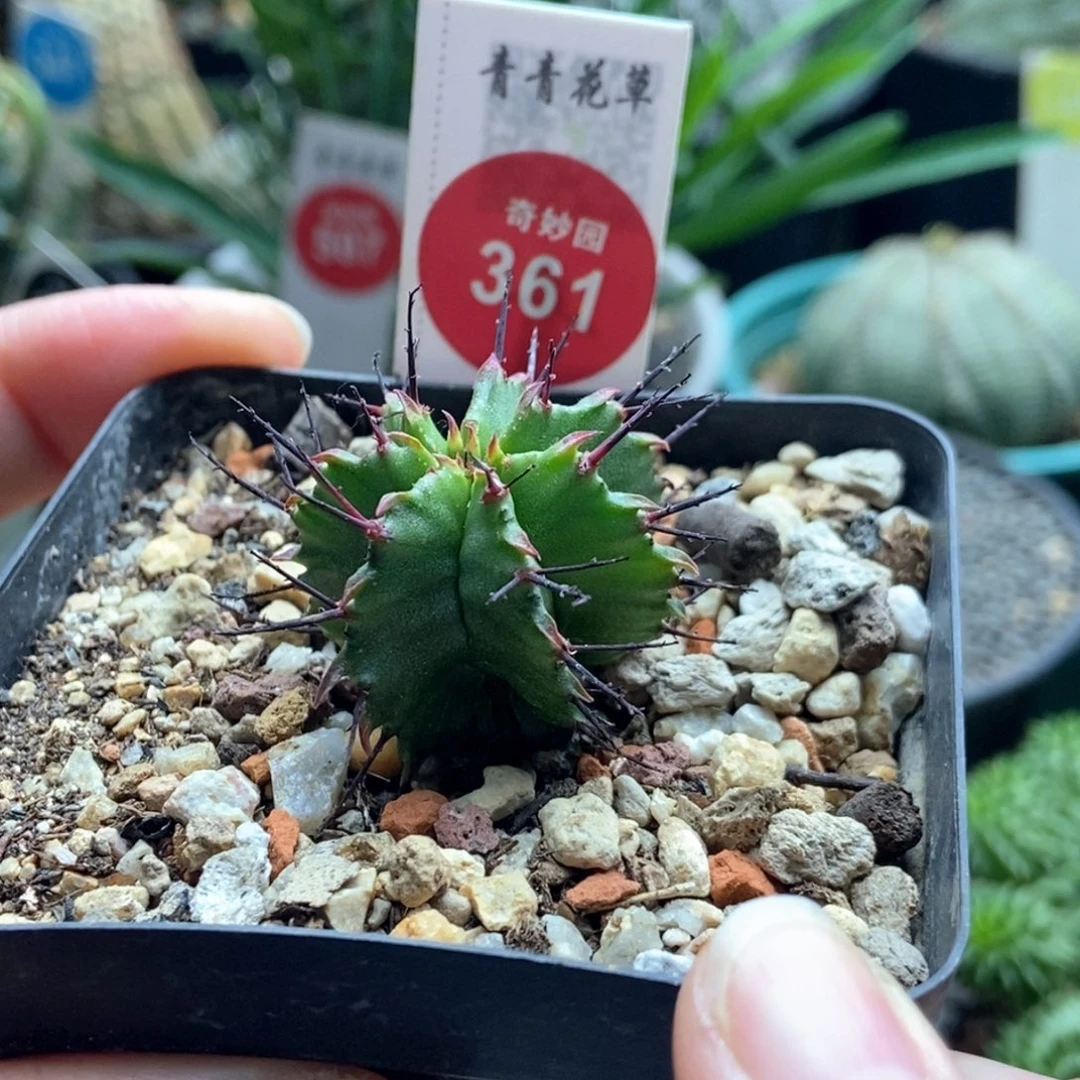 实生强刺落雪魁伟玉一颗