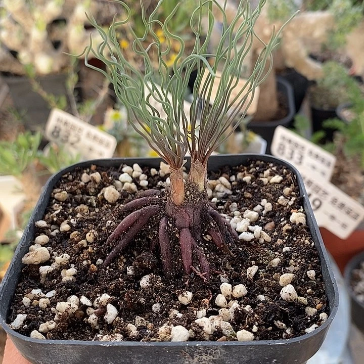 811方便面弹簧草母本一带盆一一