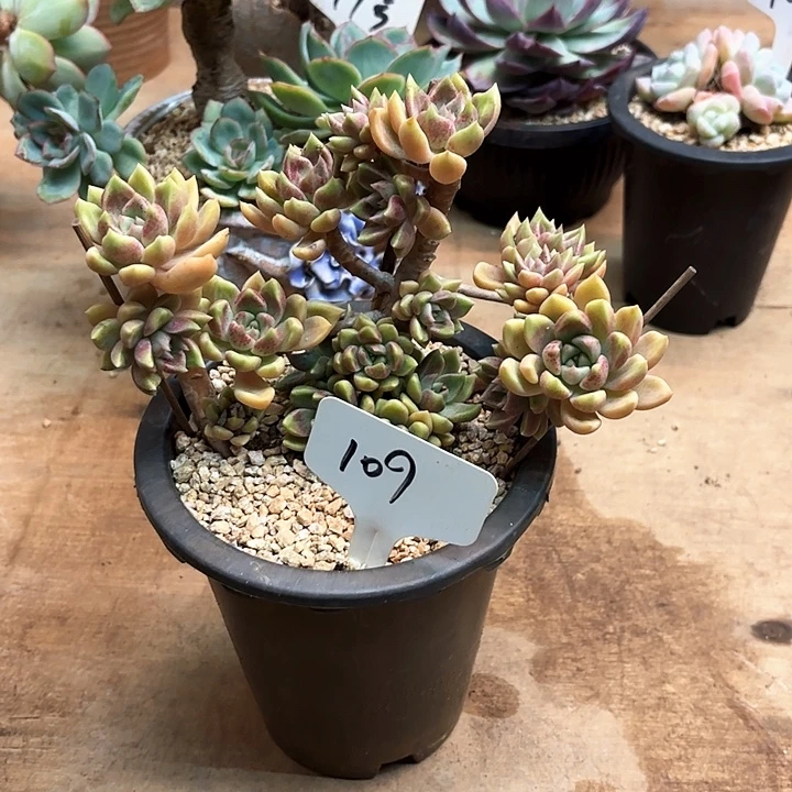 多肉植物，璀璨109号
