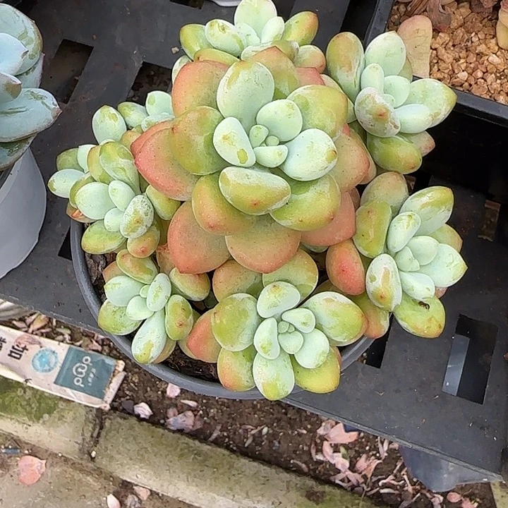 青蛙王子儿童牙膏11